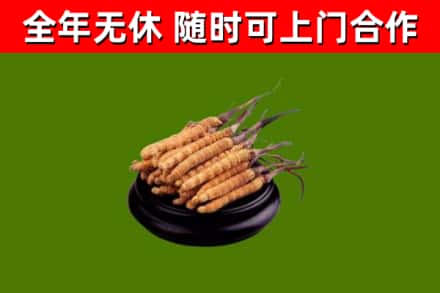 太仆寺回收冬虫夏草